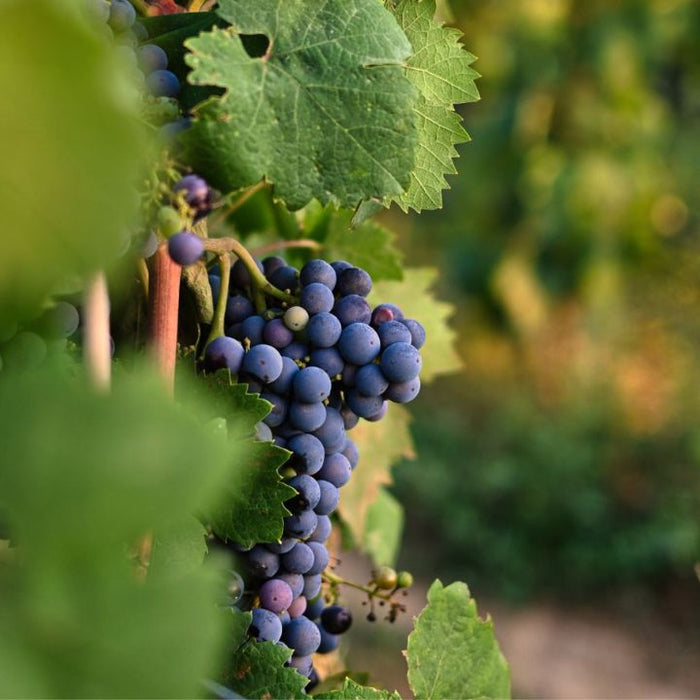 Italian wines grapes