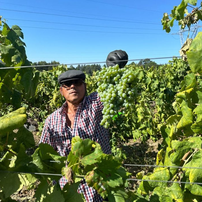 Casa de Vilacetinho, Grande Escolha Vinho Verde 2024